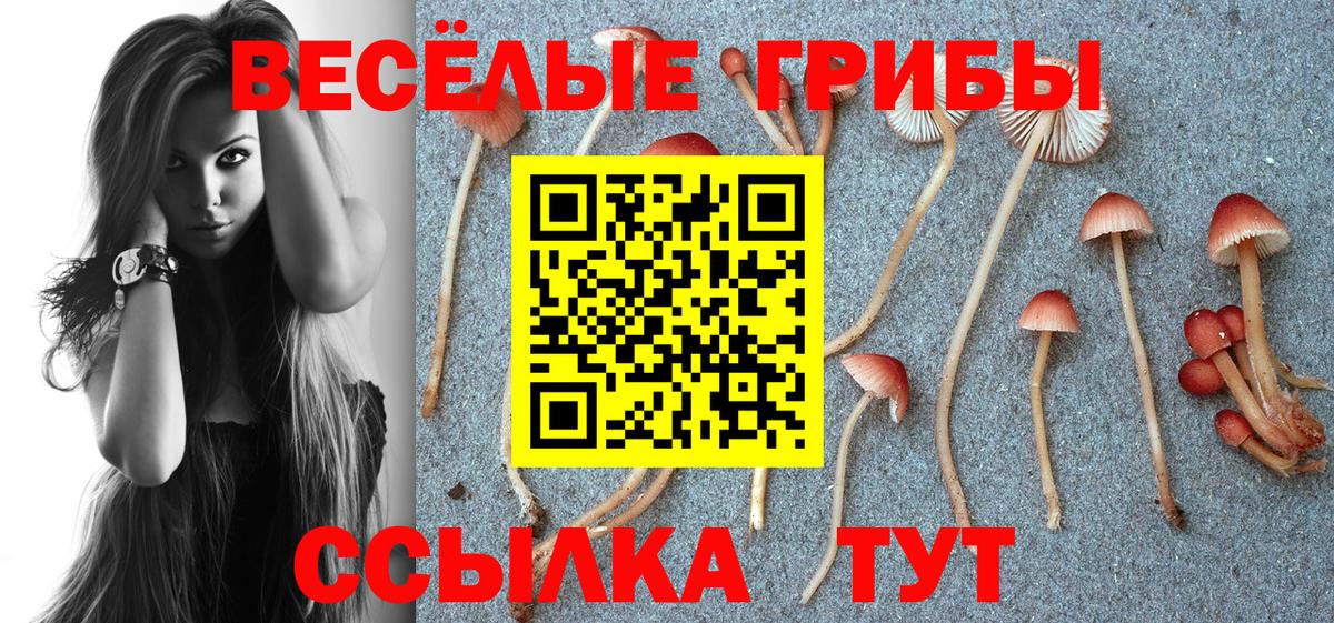 Карачаевск  Галлюциногенные грибы GOLDEN TEACHER  где найти наркотики  Псилоцибиновые грибы Cubensis  Вход с VPN 